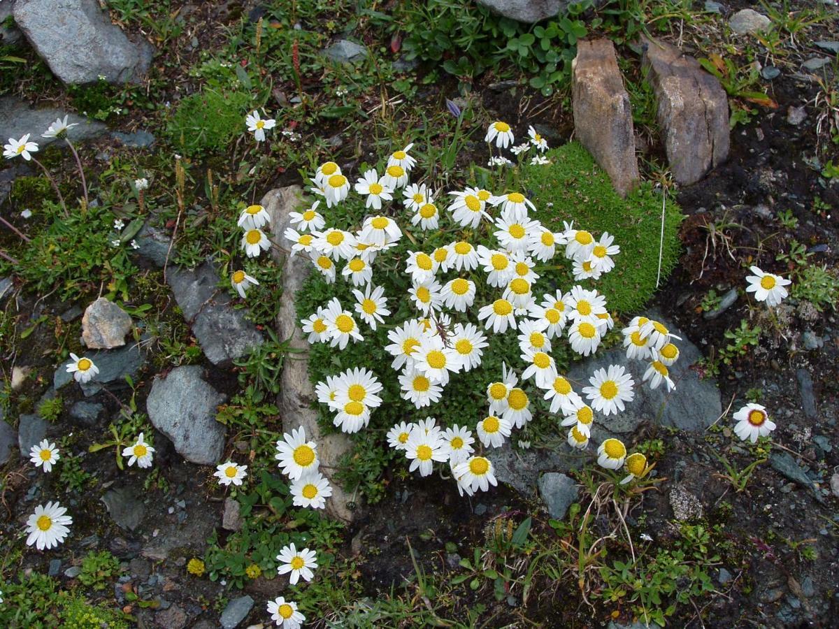 Apartamento Hoazhof Kals-am Großglockner Exterior foto